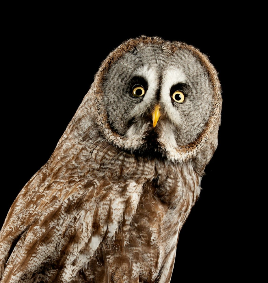 Do I need to be awake at 3am to be a Watchman? 